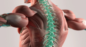 Ashburn thoracic spine